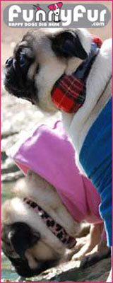 Designer pet clothes and designer pet accessories for the fashion forward pet fashionistas at FunnyFur.com
