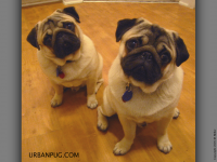 thumb-pugs1024.png